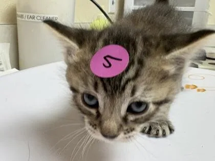 A baby small-sized female Domestic Short Hair cat named Zander for adoption in Longmont, CO