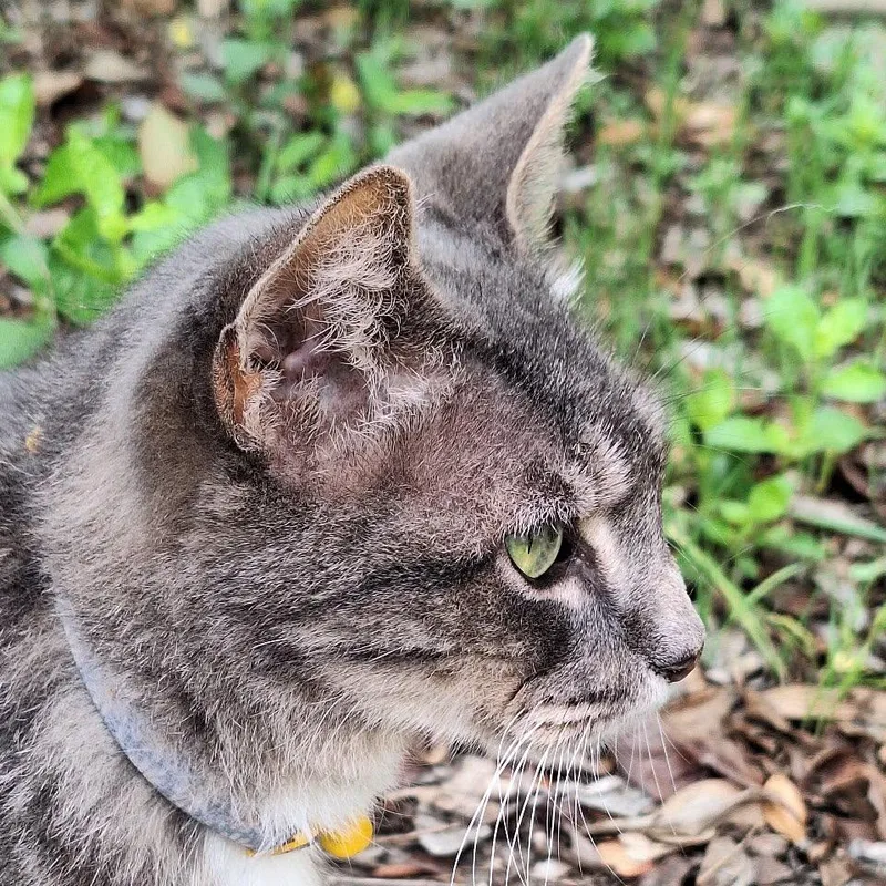 A senior medium-sized female Domestic Short Hair cat named Gracie for adoption in Redmond, WA