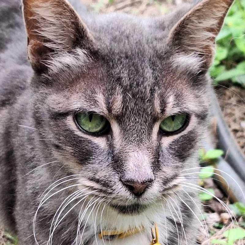 Gracie thumbnail 2