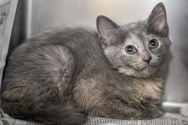 A baby small-sized female Domestic Short Hair cat named Blossom for adoption in Charlotte, NC
