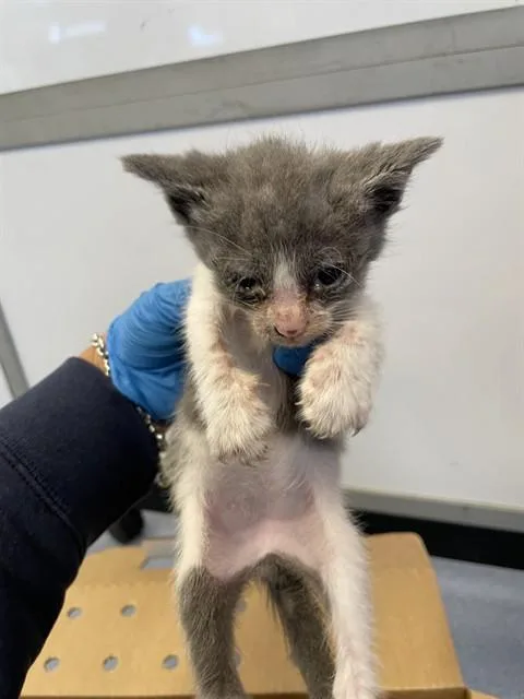 A baby medium-sized male Domestic Short Hair cat named Trey for adoption in San Jose, CA