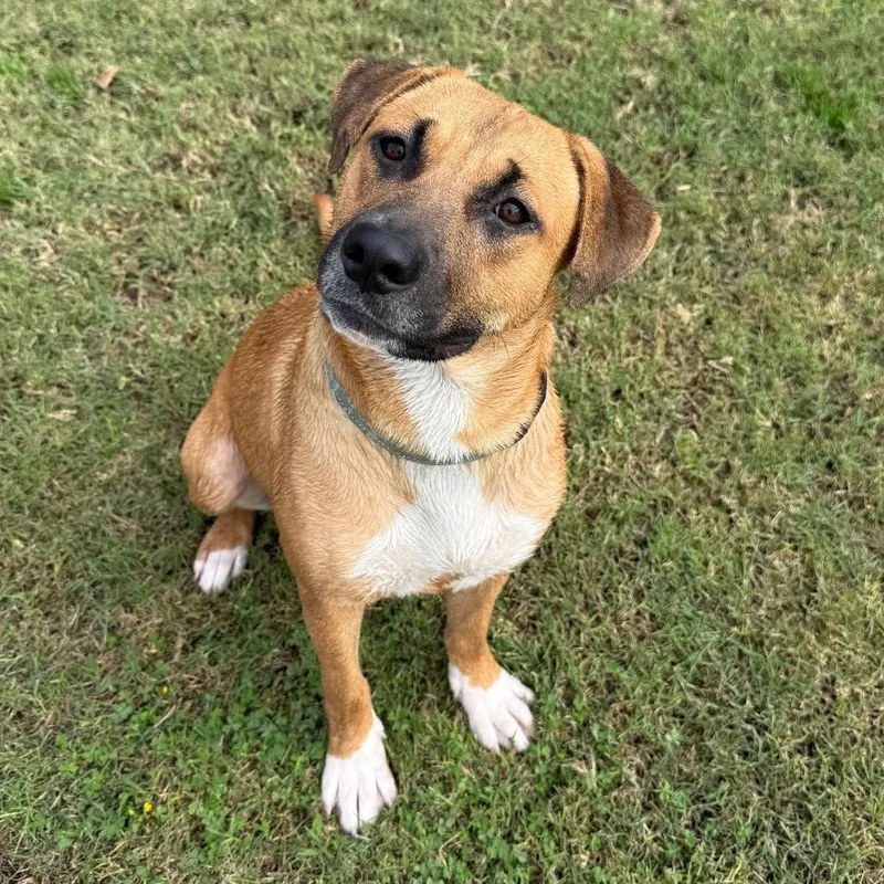 An adult medium-sized female Yellow / Tan / Blond / Fawn Shepherd dog named Smudge for adoption in Fresno, CA