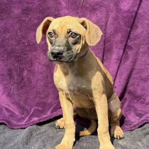 A baby small-sized female Yellow / Tan / Blond / Fawn Mixed Breed dog named Cream of Wheat for adoption in Toms River, NJ