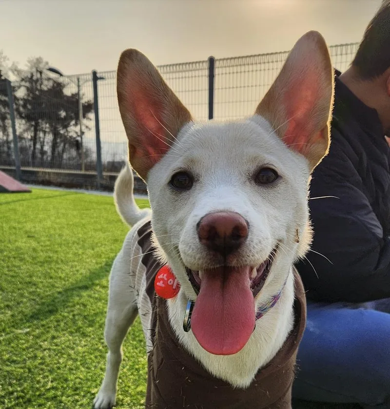 A baby small-sized female Shiba Inu dog named Soy for adoption in DANVERS, MA