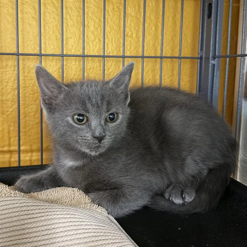 A baby small-sized male Gray / Blue / Silver Domestic Short Hair cat named Kingston for adoption in Chesapeake, VA