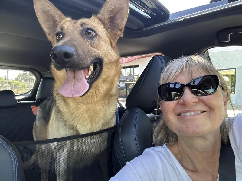 An adult large-sized female German Shepherd Dog dog named Twila for adoption in Tracy, CA