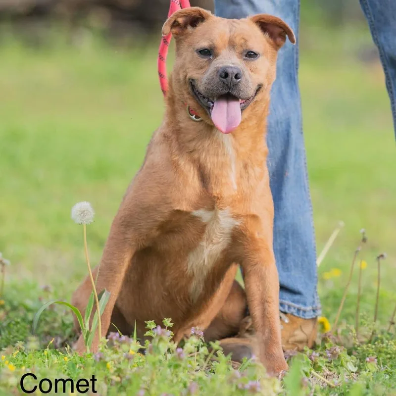 Comet