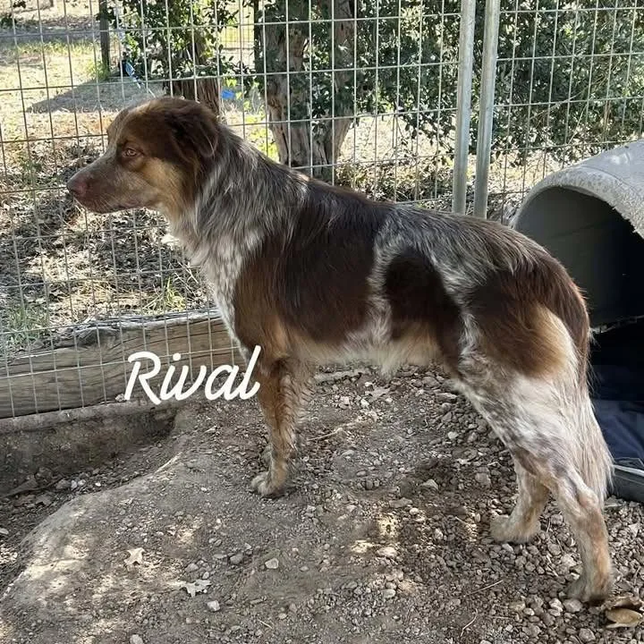 An adult small-sized male Australian Shepherd dog named Rival for adoption in Buchanan Dam, TX