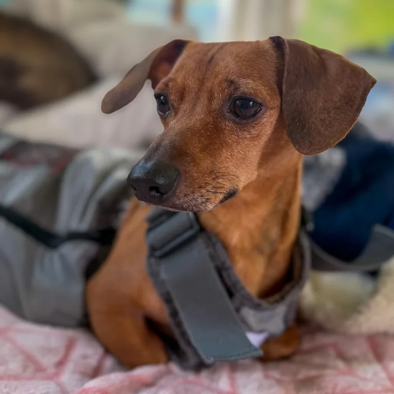 An adult small-sized male Dachshund dog named Slim Jim for adoption in Crystal, MN