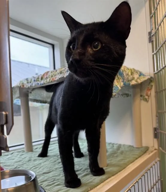 A young medium-sized male Domestic Short Hair cat named Terrence for adoption in Sarasota, FL