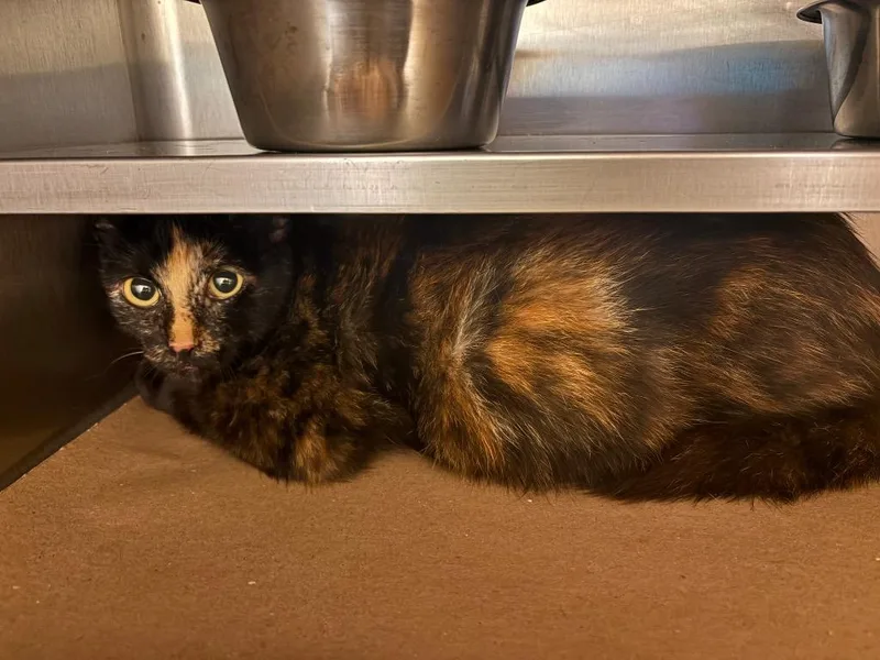 A young small-sized female Domestic Medium Hair cat named Friskie for adoption in Nacogdoches, TX