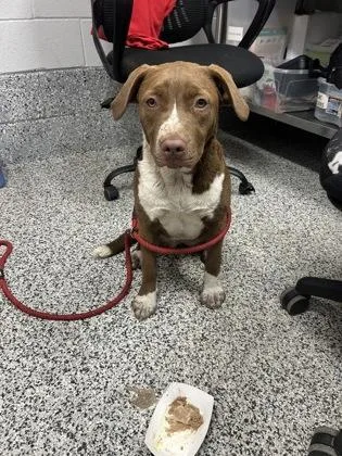 An adult medium-sized female Mixed Breed dog named Julianne for adoption in West Chester, PA