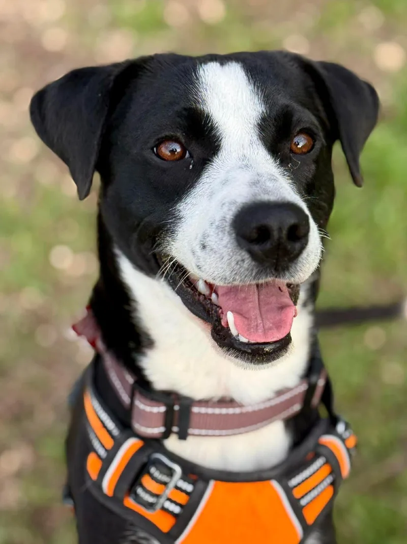A young large-sized male Labrador Retriever dog named Cooper for adoption in Livonia, MI