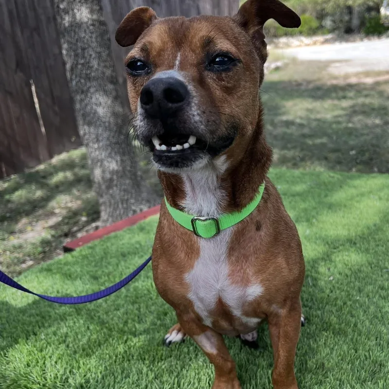 An adult small-sized male Brown / Chocolate Chihuahua dog named Rudy for adoption in Wimberley, TX
