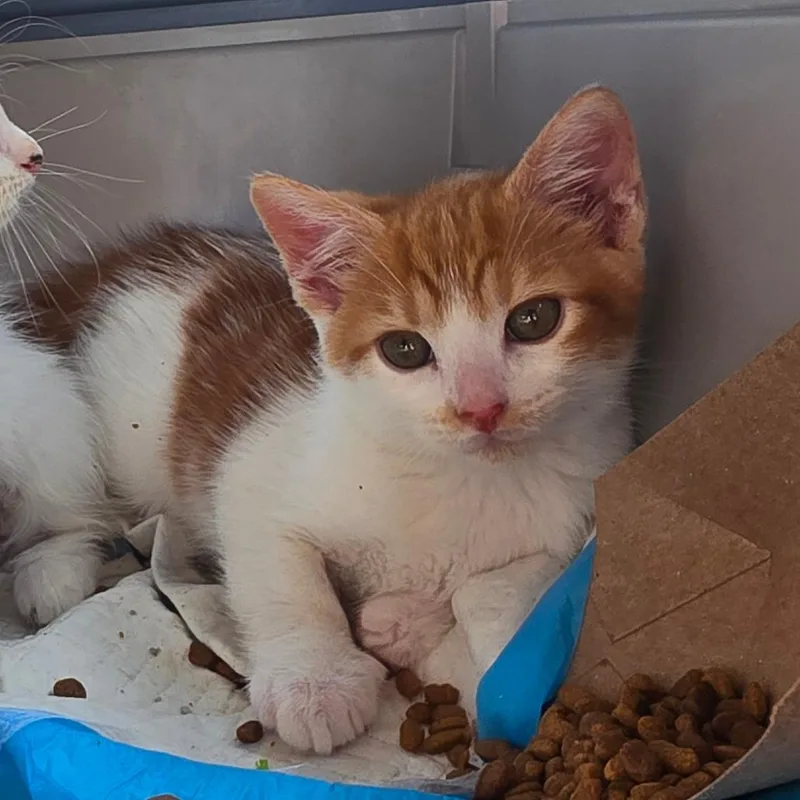 A baby small-sized male Orange / Red Domestic Short Hair cat named Orange Julius for adoption in Melrose, FL