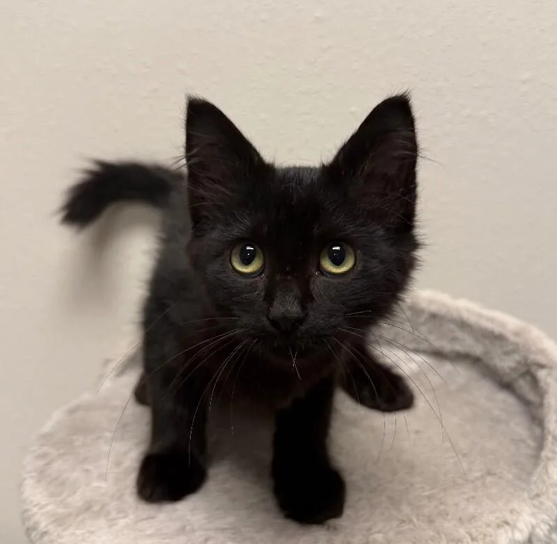 A young small-sized female Domestic Medium Hair cat named Sophi for adoption in Yankton, SD