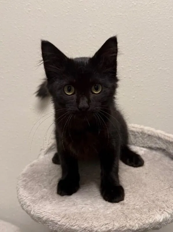 Sophi thumbnail 3