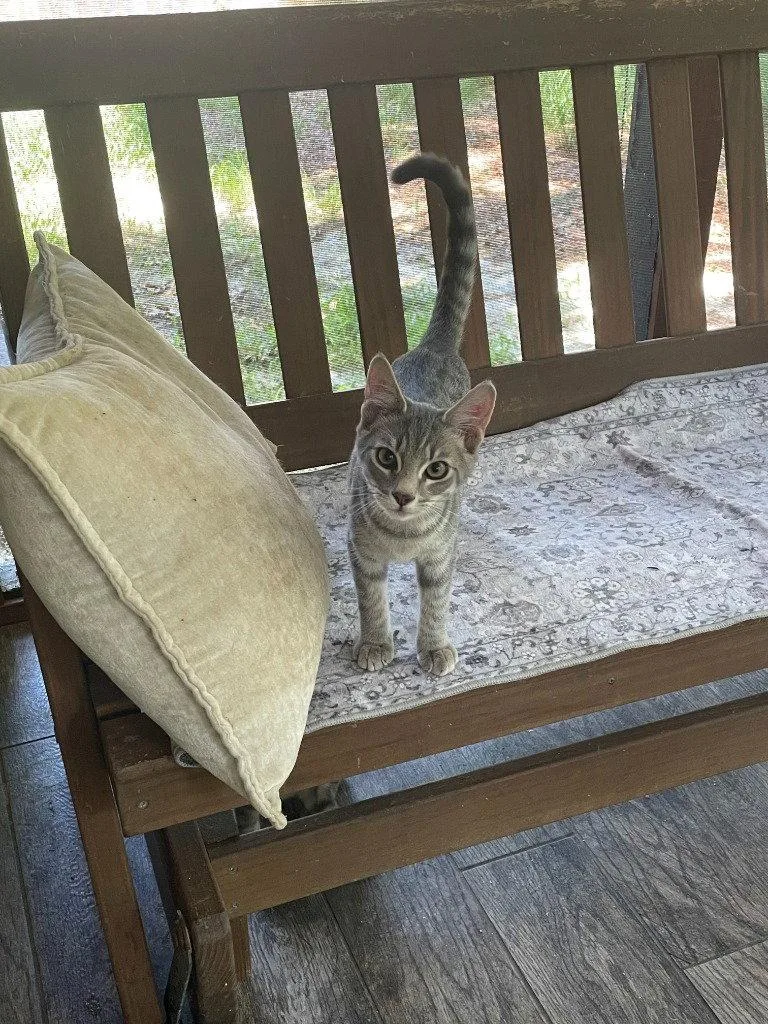 A young medium-sized female Tabby cat named Cinda for adoption in Garner, NC