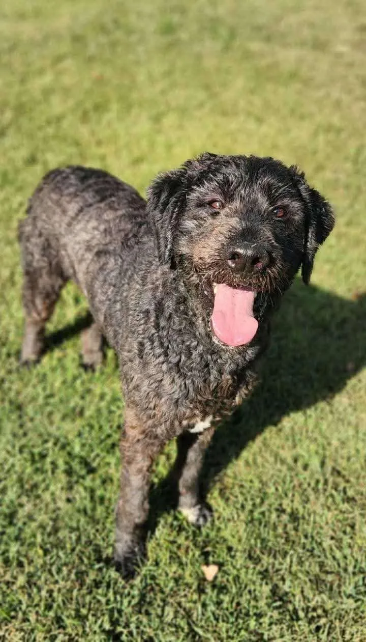 A young medium-sized male Standard Poodle dog named Caesar for adoption in Westwood, NJ