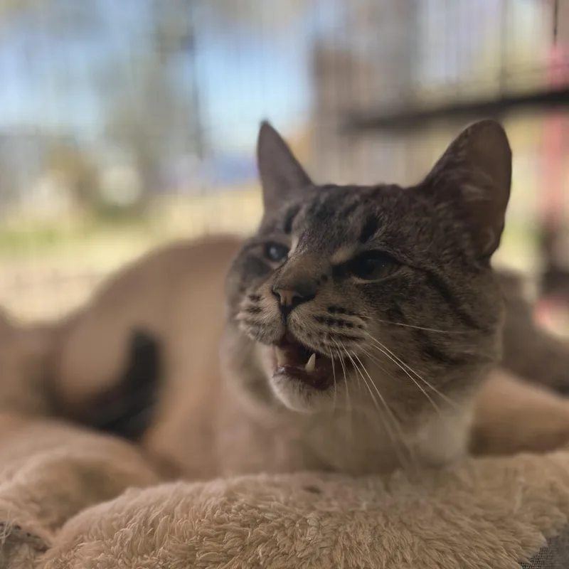 A young medium-sized male Buff & White Siamese cat named Stanley for adoption in Madison Heights, MI