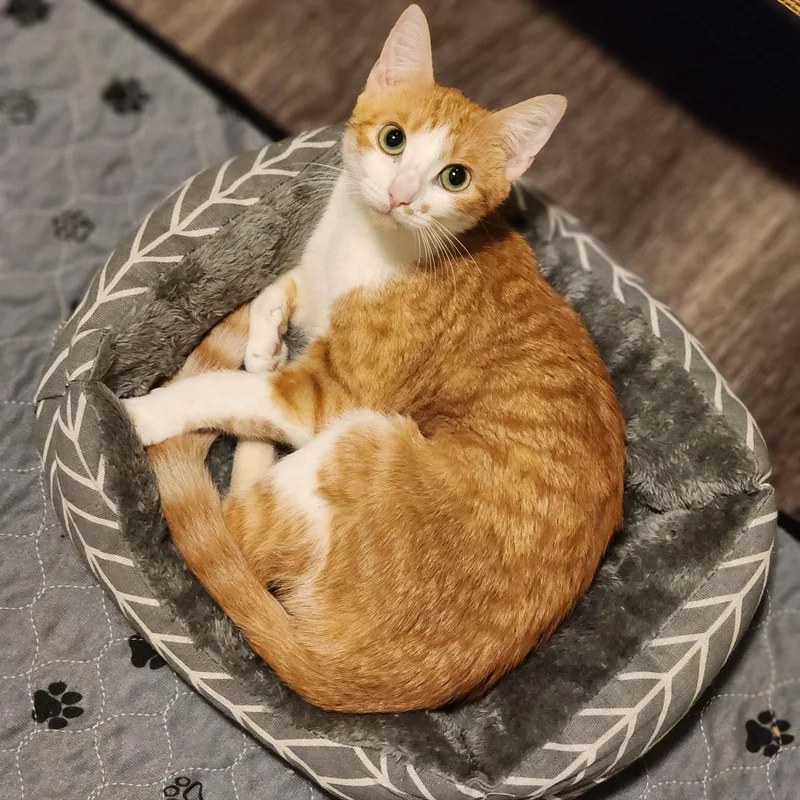 An adult medium-sized female Orange & White Domestic Short Hair cat named Lemonade for adoption in Hutto, TX