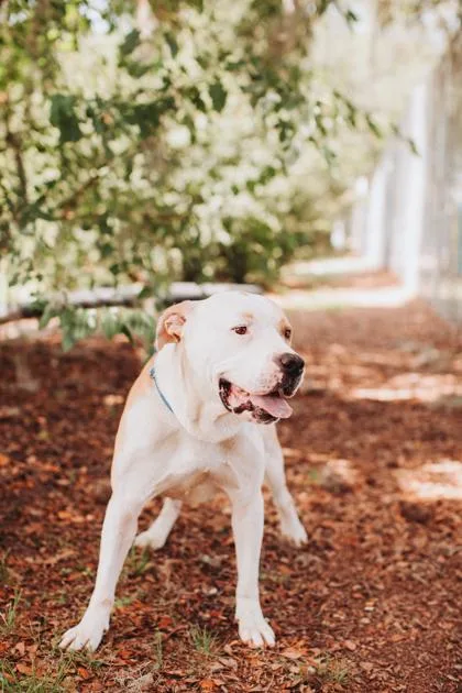 An adult large-sized male American Staffordshire Terrier dog named a Deacon for adoption in North Charleston, SC