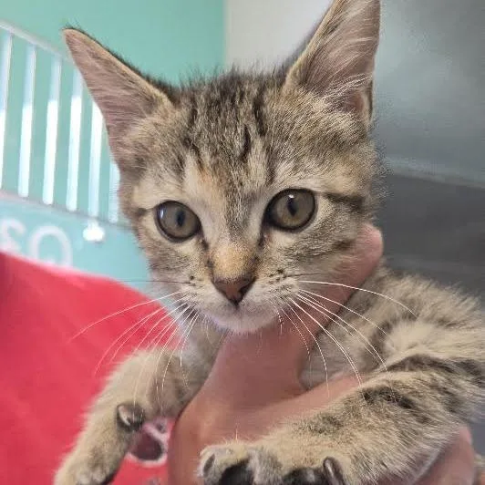 A baby small-sized female Brown / Chocolate Domestic Short Hair cat named Tinker for adoption in Marshall, TX