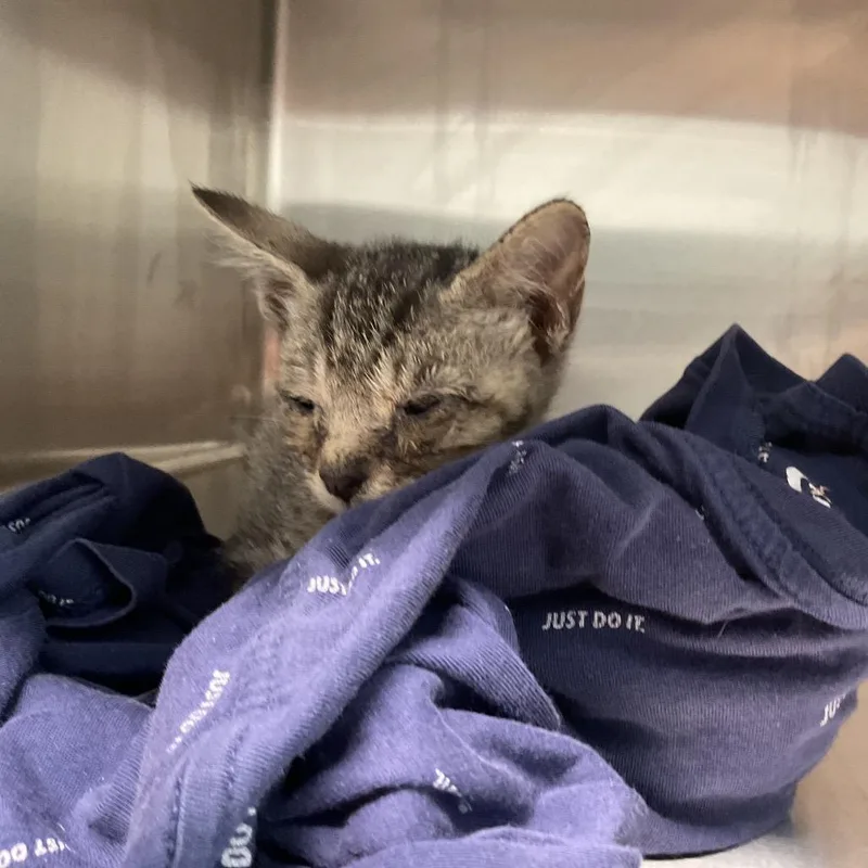 A baby small-sized male Gray / Blue / Silver Domestic Short Hair cat named Gideon for adoption in St Joseph, MO