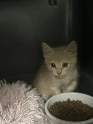 A baby medium-sized male Domestic Medium Hair cat named Tiger for adoption in Picayune, MS