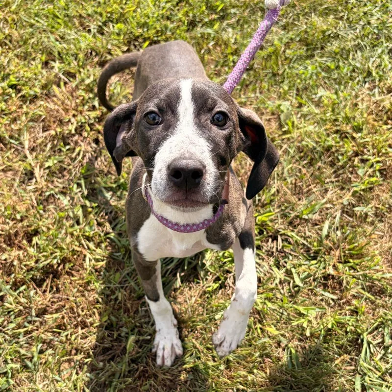 A baby small-sized female Gray / Blue / Silver Black Labrador Retriever dog named Gigi for adoption in Franklin, NC