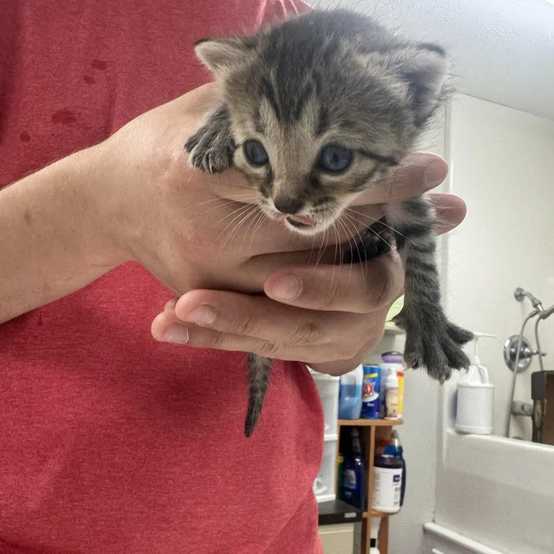 A baby small-sized female Brown / Chocolate Domestic Short Hair cat named Cheyenne for adoption in Starkville, MS