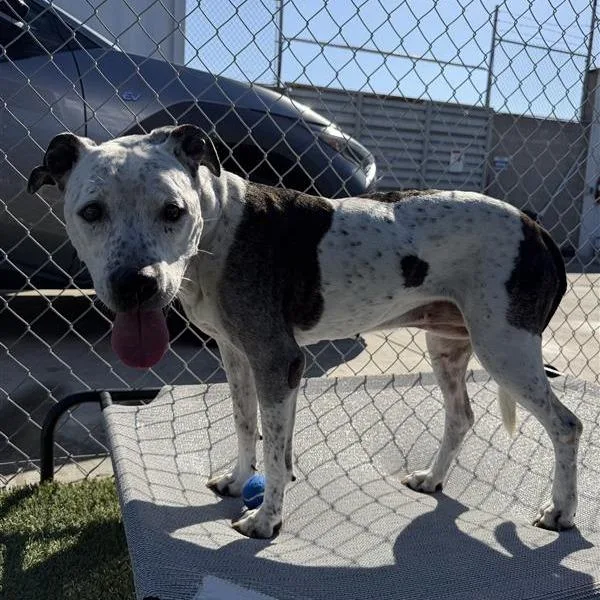A senior medium-sized female Pit Bull Terrier dog named Polka Dot for adoption in Hawthorne, CA