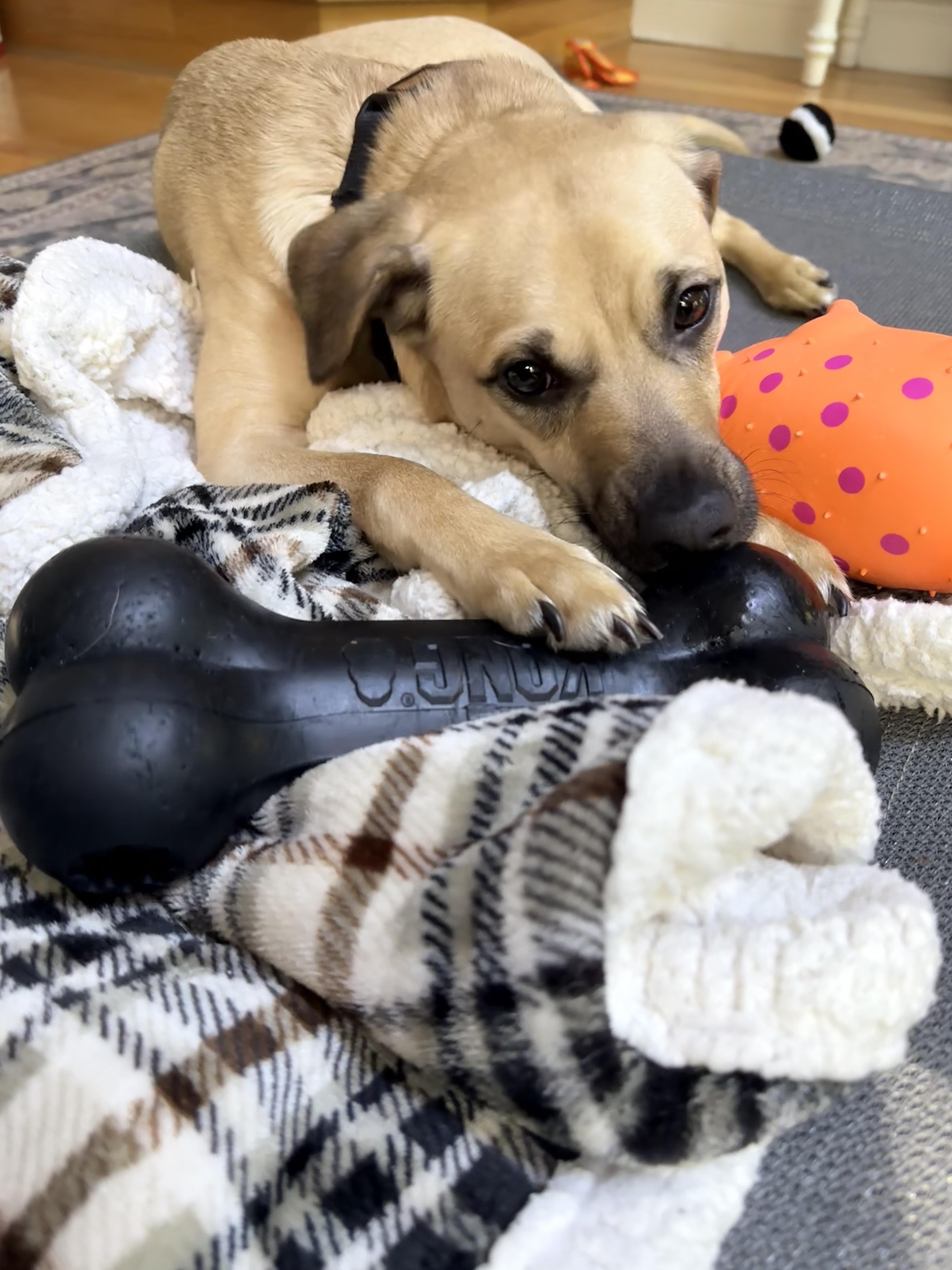 A young medium-sized male Mixed Breed dog named Outlaw for adoption in New Boston, NH