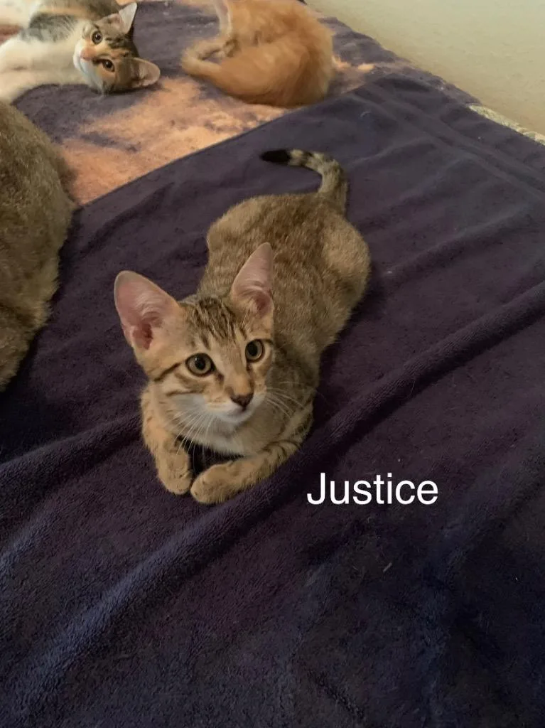A baby medium-sized female Domestic Short Hair cat named Justice for adoption in Spring, TX