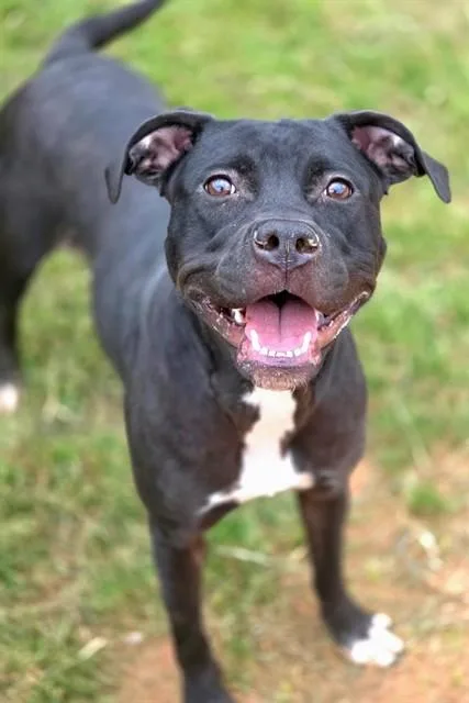 A young medium-sized female American Staffordshire Terrier dog named Darby for adoption in York, SC
