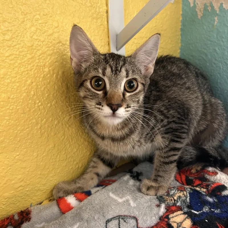 A baby small-sized female Brown / Chocolate Domestic Short Hair cat named Chestnut for adoption in Fresno, CA