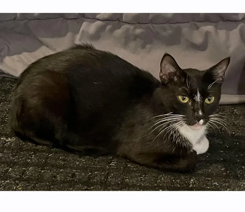 Penelope thumbnail 2