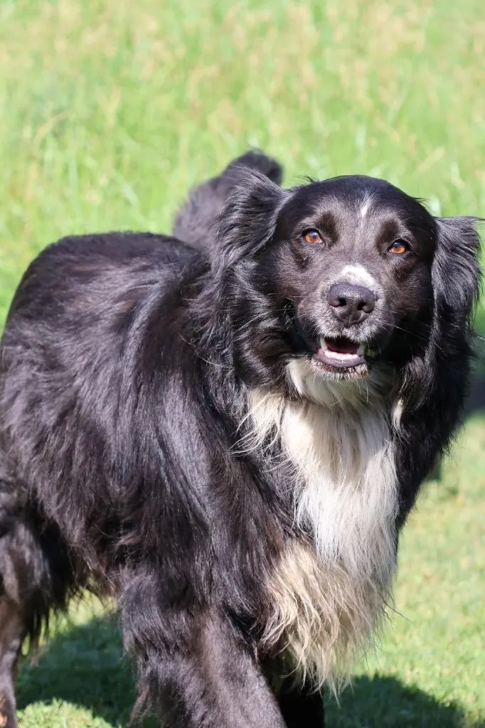 An adult large-sized male Mixed Breed dog named Max for adoption in Columbia, TN