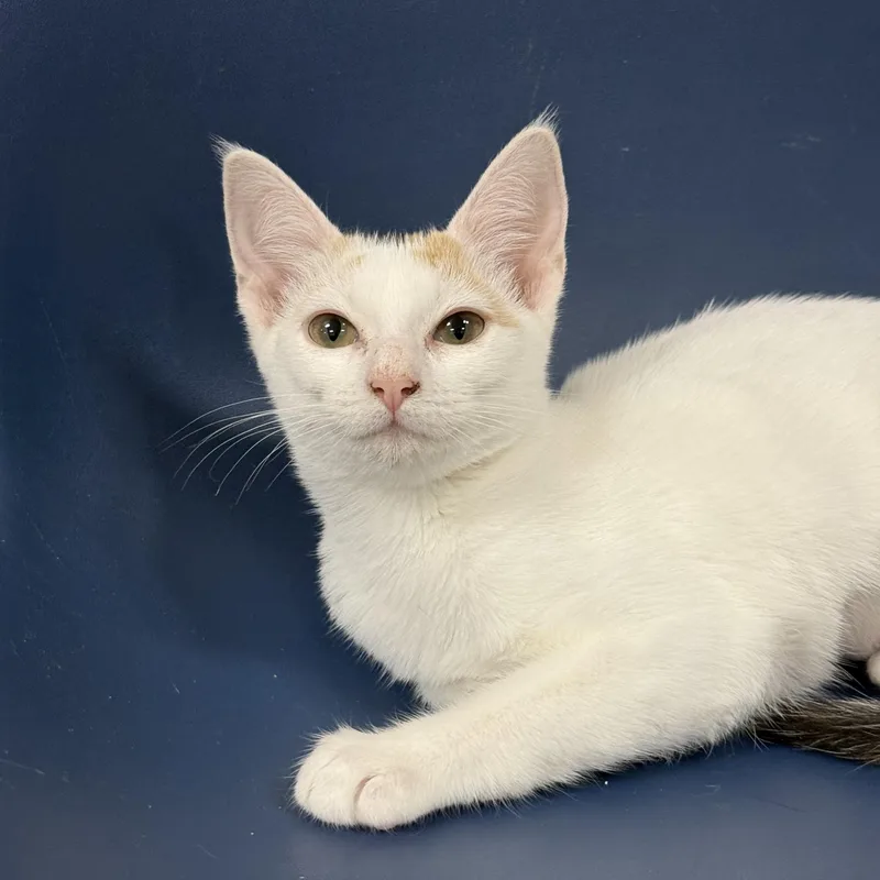 A baby medium-sized female Calico Domestic Short Hair cat named Maxi for adoption in Collierville, TN