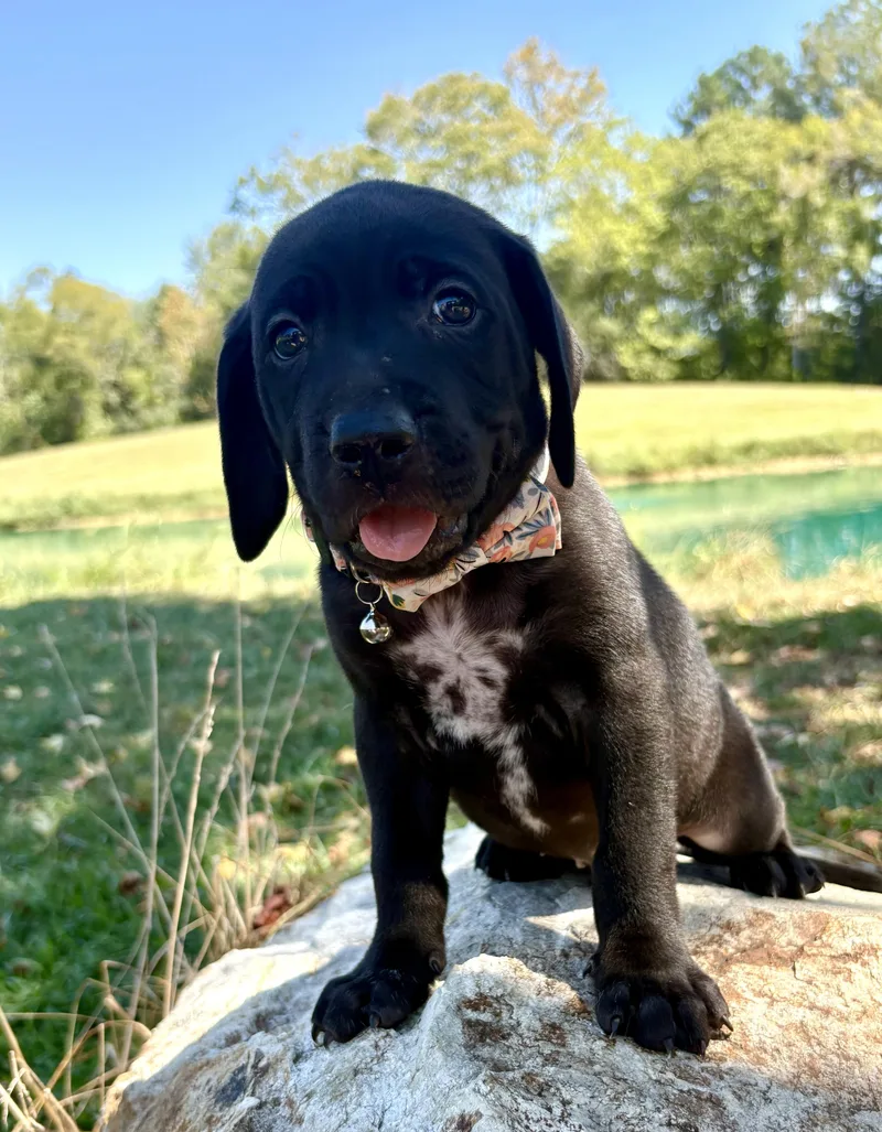 A baby medium-sized male Black Labrador Retriever dog named Twister for adoption in Pittsboro, NC