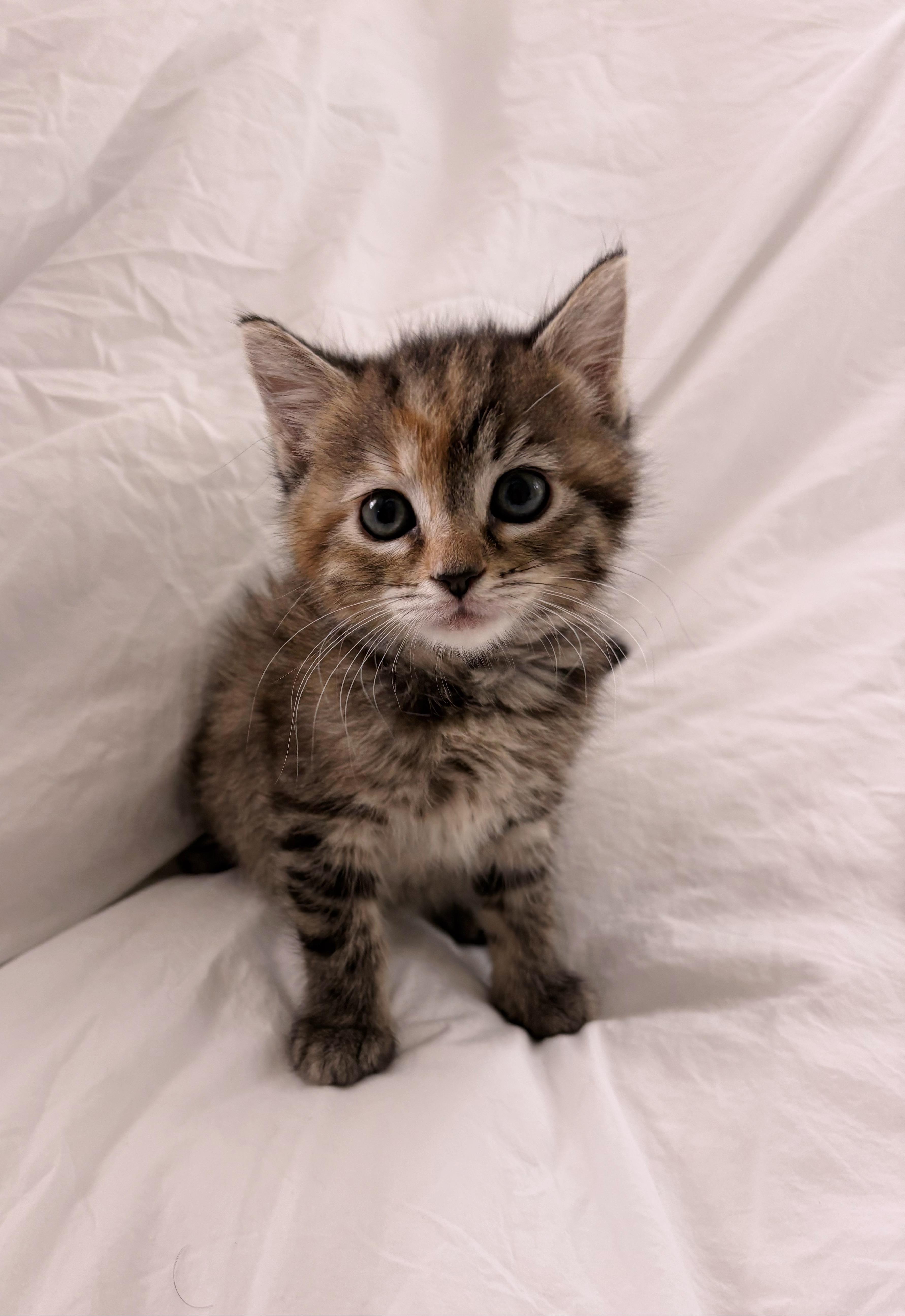 A young medium-sized female Domestic Short Hair cat named Caramel Popcorn for adoption in Mount Pleasant, SC