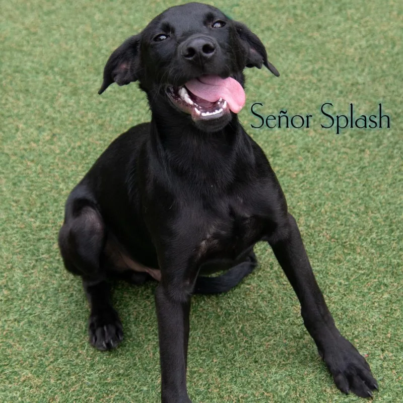 Senor Splash thumbnail 2