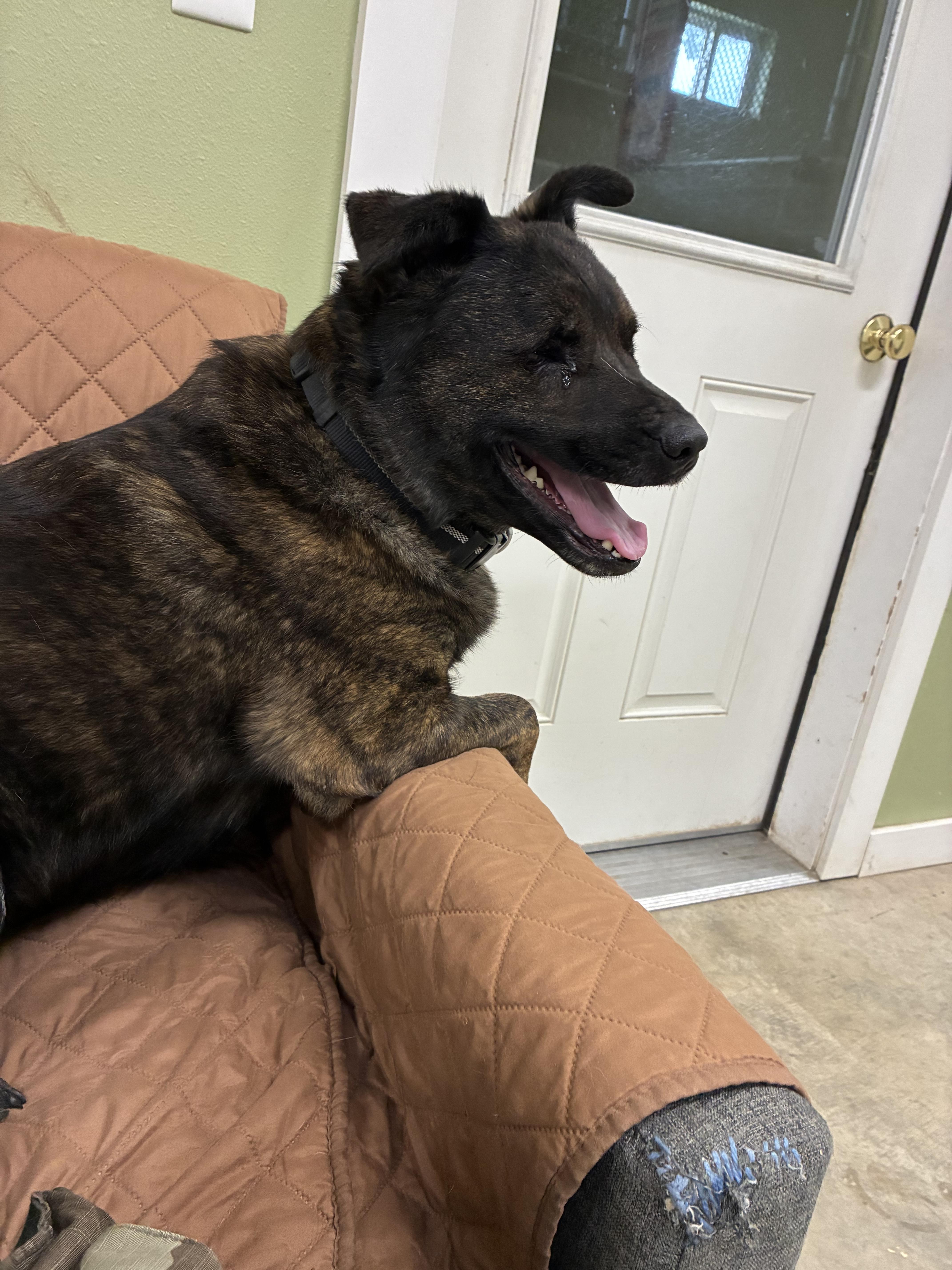 An adult medium-sized male Australian Cattle Dog / Blue Heeler dog named Stevie for adoption in Bonners Ferry, ID