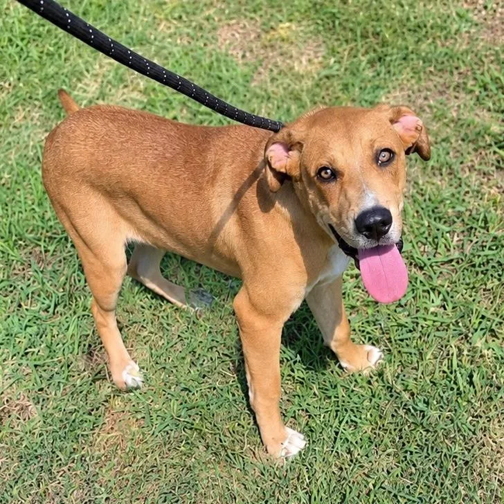 A young medium-sized male Mixed Breed dog named Ruckus for adoption in Durant, OK