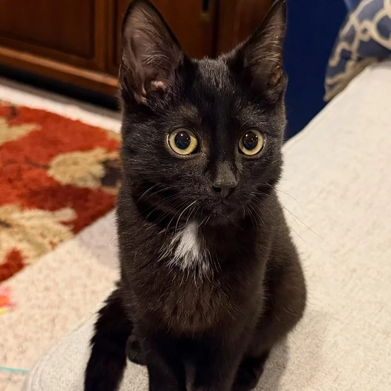 A baby small-sized male Black Domestic Short Hair cat named Platinum Knight for adoption in Fredericksburg, VA