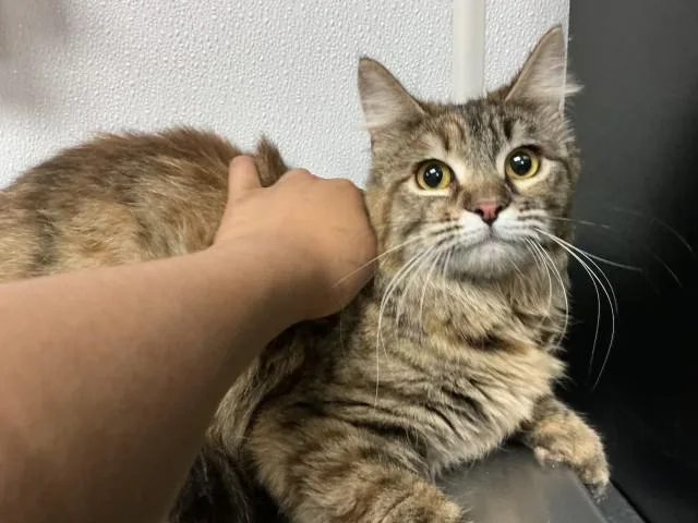 A young small-sized female Domestic Long Hair cat named Meow Meow for adoption in San Bernardino, CA