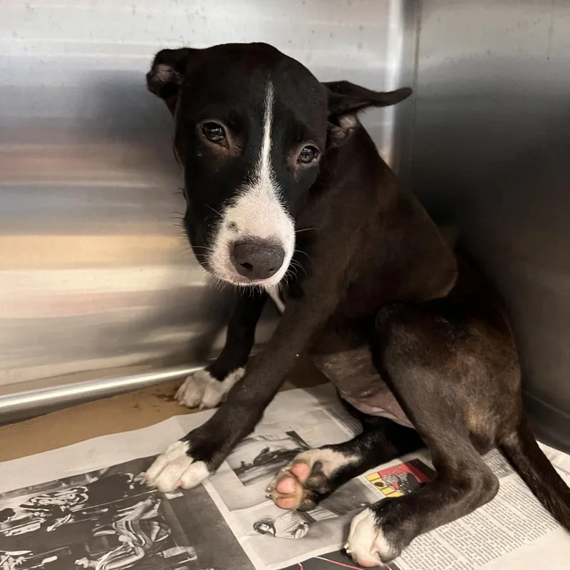 A baby small-sized female Mixed Breed dog named AK Harley for adoption in Port Washington, NY