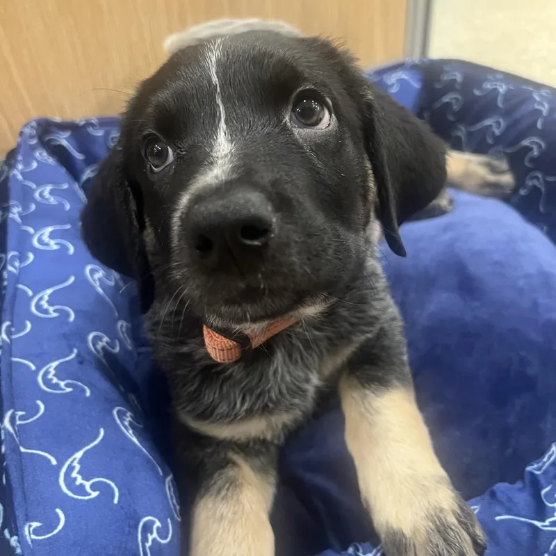 A baby small-sized male Black Mixed Breed dog named Houston for adoption in Phoenix, AZ