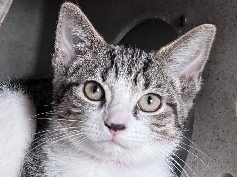 A baby small-sized female Tabby cat named Banana for adoption in Powell, OH