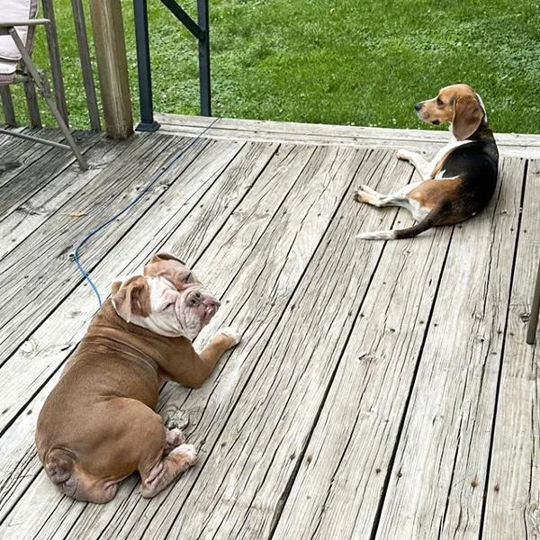 An adult medium-sized female English Bulldog dog named Pancake for adoption in Des Moines, IA